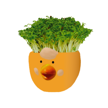 Mr Fothergill's Cress Chick Grow Kit - Assorted