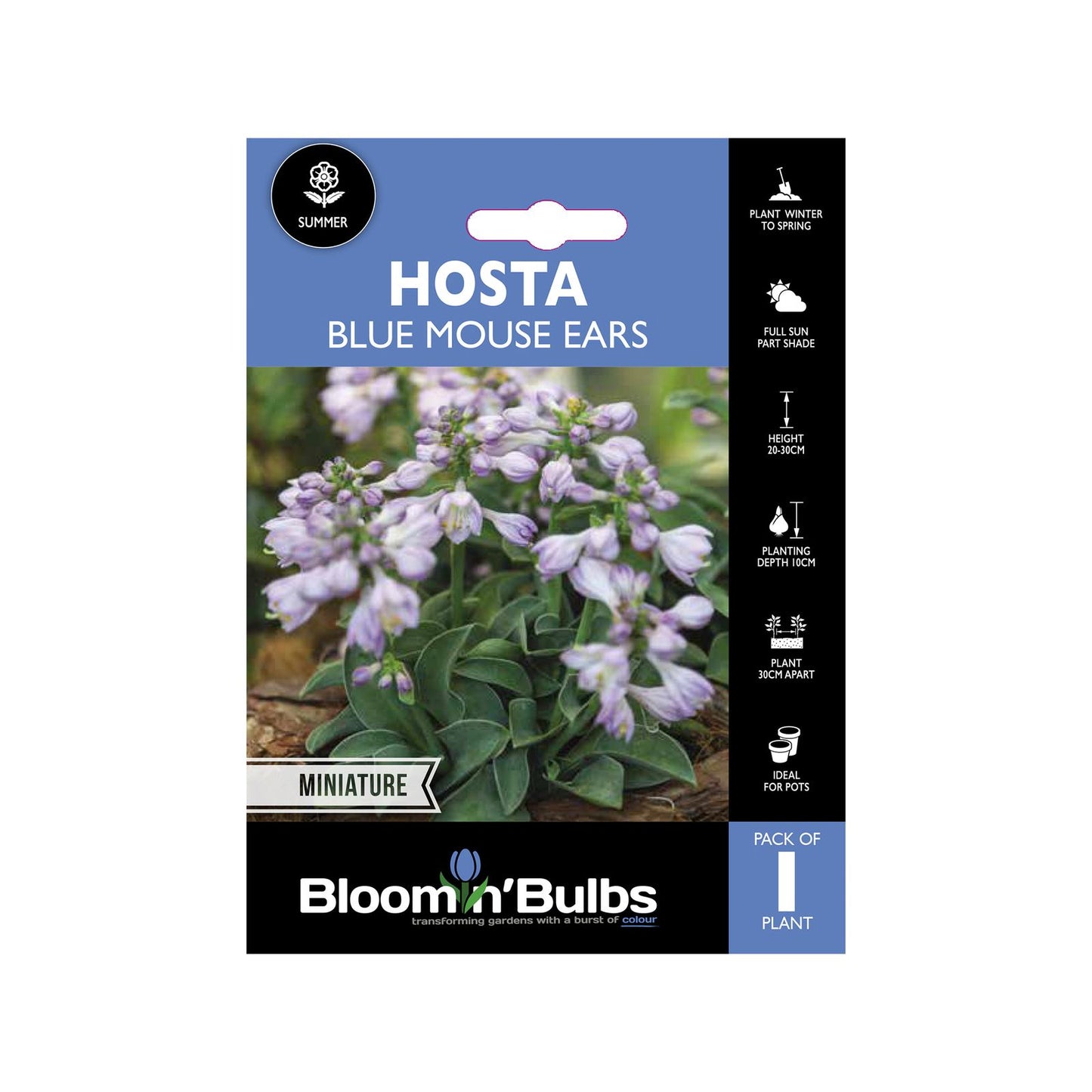 Bloomin Bulbs Hosta Blue Mouse Ears - 193 x 130 x 60mm