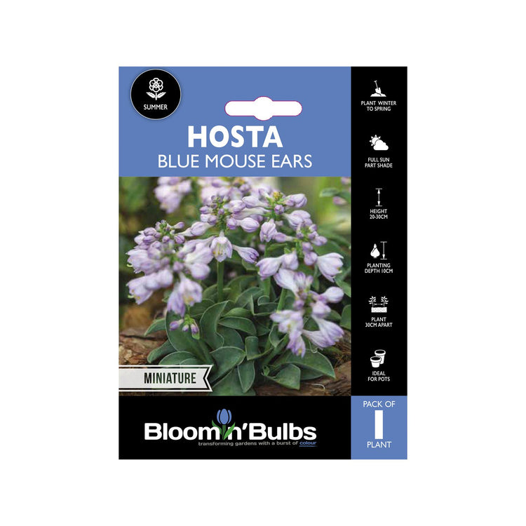 Bloomin Bulbs Hosta Blue Mouse Ears