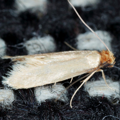 Envirosafe Professional Clothes Moth Trap