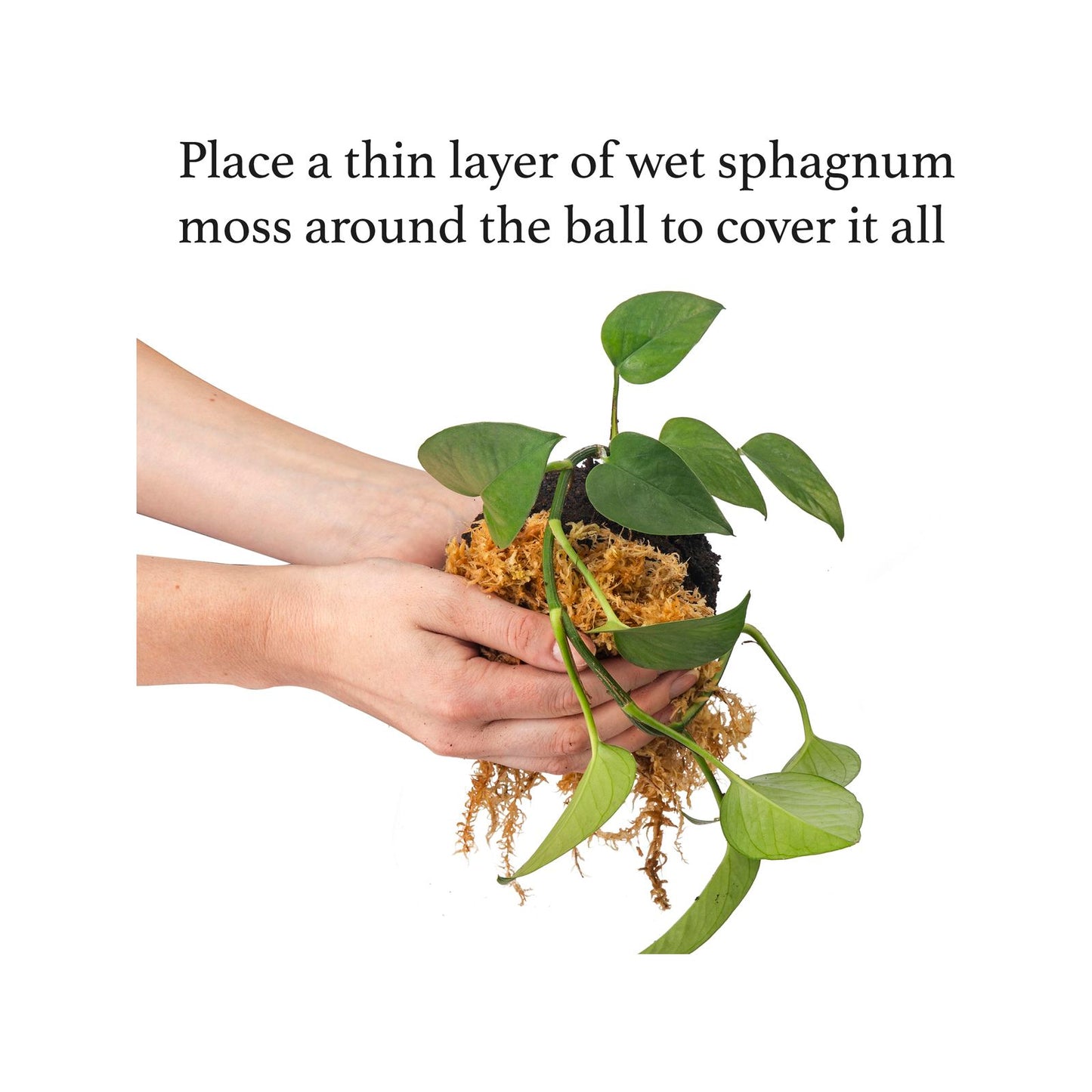 Kokedama Kit - 150mm
