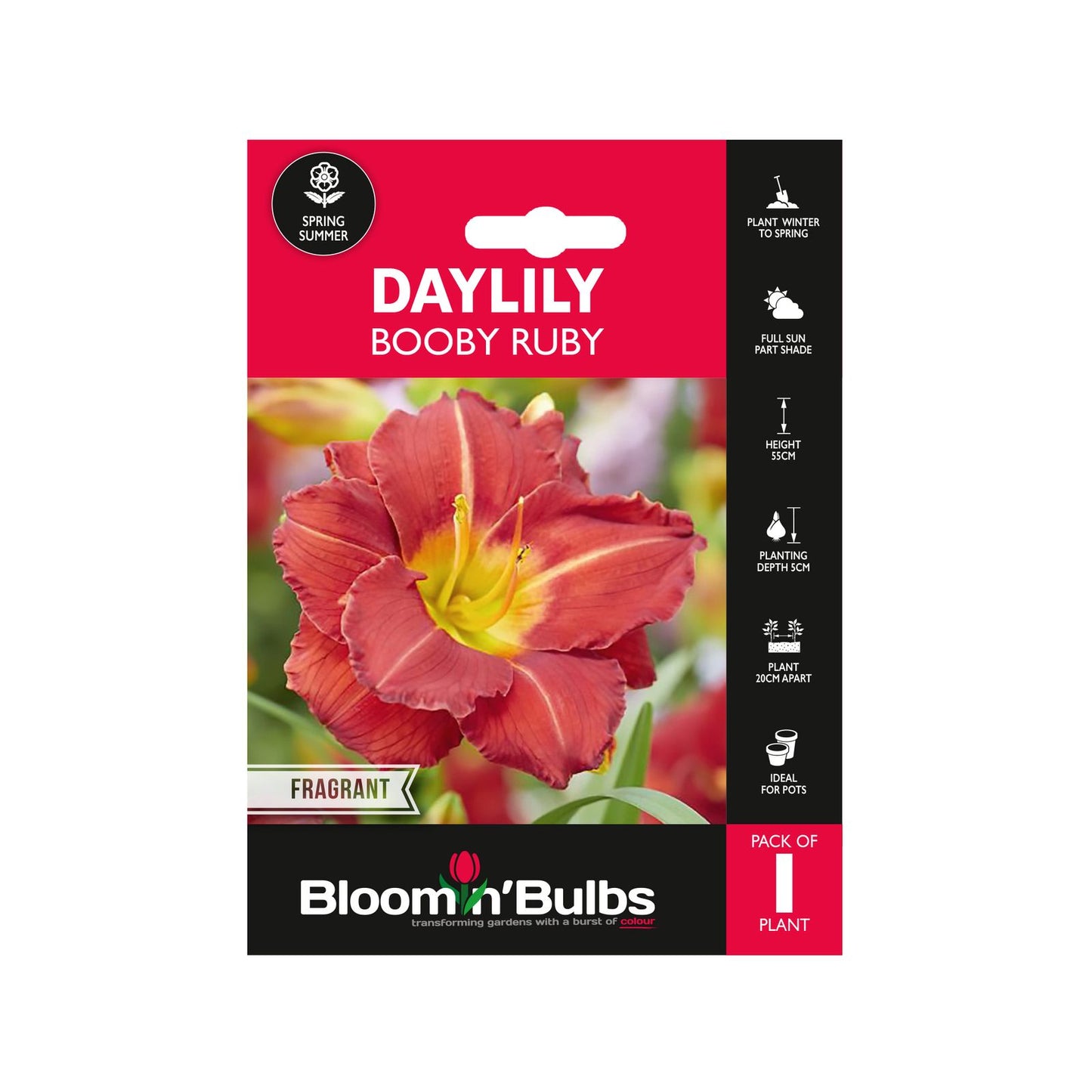 Bloomin Bulbs Daylily Booby Ruby - 193 x 130 x 60mm